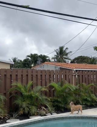 Illustration de l'article : Loin du froid et de la neige, ce Bouledogue Français découvre les joies de la plage grâce au déménagement de ses maîtres (vidéo)