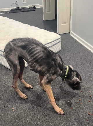 Illustration de l'article : Des sauveteurs découvrent une chienne enfermée dans un garage, sans eau ni nourriture