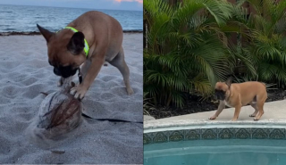 Illustration de l'article : Loin du froid et de la neige, ce Bouledogue Français découvre les joies de la plage grâce au déménagement de ses maîtres (vidéo)
