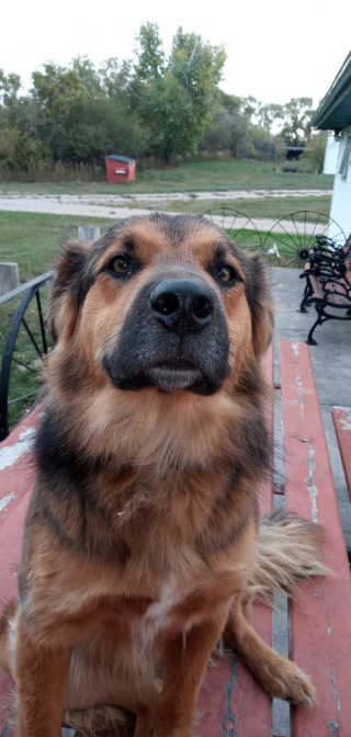 Illustration de l'article : Ce chien perdu se retrouve à des milliers de kilomètres de son propriétaire qui fait tout son possible pour le récupérer