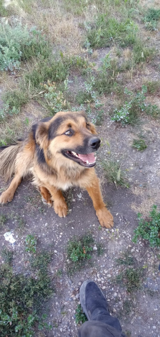 Illustration de l'article : Ce chien perdu se retrouve à des milliers de kilomètres de son propriétaire qui fait tout son possible pour le récupérer