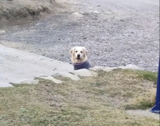 Illustration de l'article : Ce chien qui s’amuse tellement à la plage refuse de partir et reçoit l’aide de son ami canin pour prolonger la journée au bord de l’eau (vidéo)