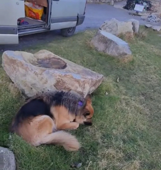 Illustration de l'article : Ce chien qui s’amuse tellement à la plage refuse de partir et reçoit l’aide de son ami canin pour prolonger la journée au bord de l’eau (vidéo)