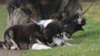 Illustration de l'article : Le duo de chiens le plus vieux d’un refuge trouve enfin une famille après avoir été longtemps délaissé