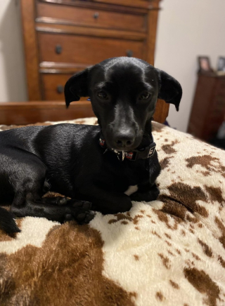 Illustration de l'article : Pour aider un chien spécial à trouver une famille, ce refuge rédige une annonce choc et directe