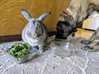 Illustration de l'article : Un chien de refuge et un lapin recueilli dans la rue deviennent d'inséparables amis au sein d'une famille aimante (vidéo)