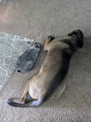 Illustration de l'article : Un chien de refuge et un lapin recueilli dans la rue deviennent d'inséparables amis au sein d'une famille aimante (vidéo)