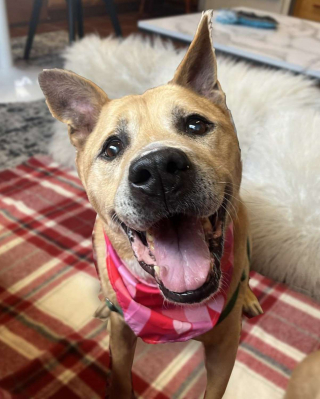 Illustration de l'article : Un vieux chien avec des besoins spéciaux connaît l'amour au premier regard après 2 ans d'invisibilité au refuge (vidéo)