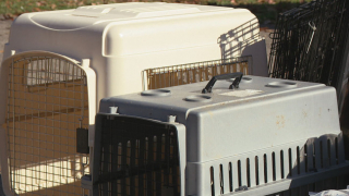 Illustration de l'article : Un petit refuge remue ciel et terre pour redonner espoir à une cinquantaine de chiens sauvés d'une vie en cage