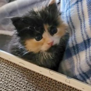 Illustration de l'article : Ce facteur sauve un petit chaton et reçoit peu après un signe du destin