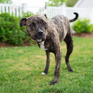 Illustration de l'article : En rendant un vibrant hommage à son chien disparu, l’animateur Jon Stewart déclenche une belle mobilisation en faveur de son ancien refuge