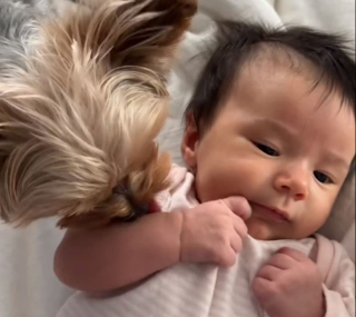 Illustration de l'article : Dès l’arrivée du bébé de ses maîtres, ce petit Yorkshire a pris son rôle de grand frère très au sérieux (vidéo)