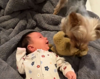 Illustration de l'article : Dès l’arrivée du bébé de ses maîtres, ce petit Yorkshire a pris son rôle de grand frère très au sérieux (vidéo)