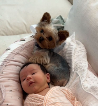 Illustration de l'article : Dès l’arrivée du bébé de ses maîtres, ce petit Yorkshire a pris son rôle de grand frère très au sérieux (vidéo)