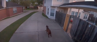 Illustration de l'article : Les plans d'évasion d'une chienne sont contrecarrés par le système de surveillance à distance de son maître (vidéo)