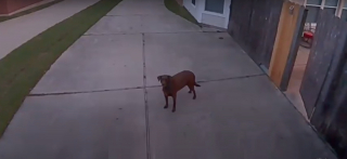 Illustration de l'article : Les plans d'évasion d'une chienne sont contrecarrés par le système de surveillance à distance de son maître (vidéo)