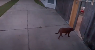 Illustration de l'article : Les plans d'évasion d'une chienne sont contrecarrés par le système de surveillance à distance de son maître (vidéo)