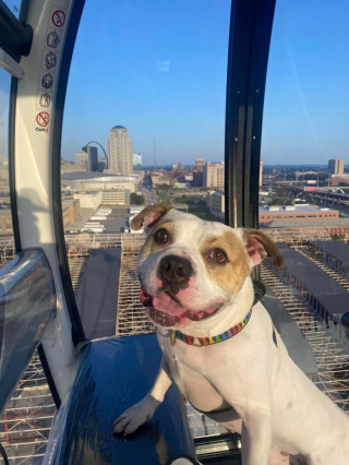 Illustration de l'article : Au refuge depuis 7 mois, un chien retrouve le sourire après avoir profité d'un lit confortable pour la première fois