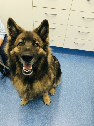 Illustration de l'article : 20 photos montrant toute la tendresse et l’optimisme dont les chiens sont capables