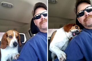 Illustration de l'article : 20 photos montrant toute la tendresse et l’optimisme dont les chiens sont capables