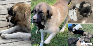 Illustration de l'article : Une chienne errante maman de 15 chiots a enfin trouvé le bonheur après l’adoption de ses petits