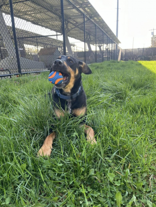 Illustration de l'article : Après de nombreux rebondissements, la chance sourit enfin à ce jeune chien abandonné lors d’un déménagement