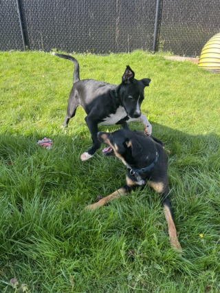 Illustration de l'article : Après de nombreux rebondissements, la chance sourit enfin à ce jeune chien abandonné lors d’un déménagement