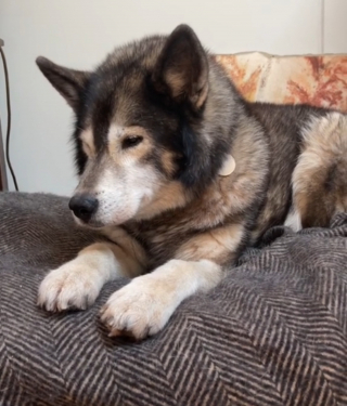 Illustration de l'article : L'adorable combat contre l'envie de rester au lit d'un chien sénior devant se lever tôt pour accompagner son maître au travail (vidéo)