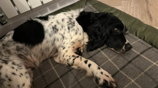 Illustration de l'article : Un formidable élan de solidarité permet de retrouver la trace de Bea, une chienne Welsh Springer Spaniel, portée disparue pendant 58 jours