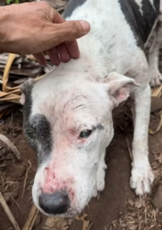 Illustration de l'article : Un homme au grand cœur entreprend le sauvetage périlleux d’un chien, pendant son entraînement d’ultra-trail en pleine montagne (vidéo)