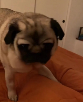 Illustration de l'article : Cette chienne têtue a sa méthode bien à elle pour se faire comprendre par ses propriétaires