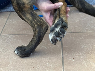 Illustration de l'article : Des vétérinaires font la radiographie d’une chienne spéciale dont le cas n’arrive qu’une fois tous les 145 ans