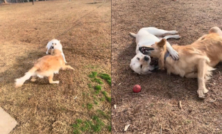 Illustration de l'article : Le bonheur incommensurable de 2 amis chiens se retrouvant au parc après 2 mois de séparation (vidéo)