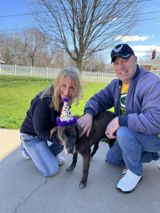 Illustration de l'article : Après 11 années passées au refuge, Fergie, une chienne séniore, peut enfin commencer une nouvelle vie après avoir vaincu sa timidité