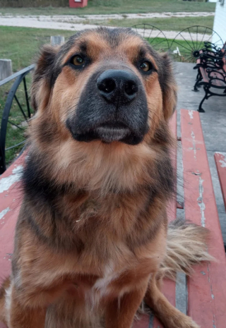 Illustration de l'article : Après une disparition de près de 4 mois, Bear, le croisé Berger Allemand, réapparaît à 2 000 kilomètres de chez lui