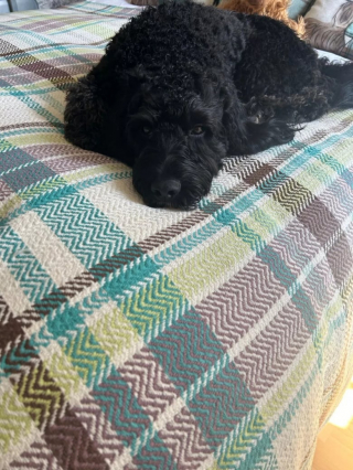 Illustration de l'article : La surprise d’une femme, en découvrant son chien dans le jardin, alors qu’il était censé être à 6 kilomètres de là, au salon de toilettage