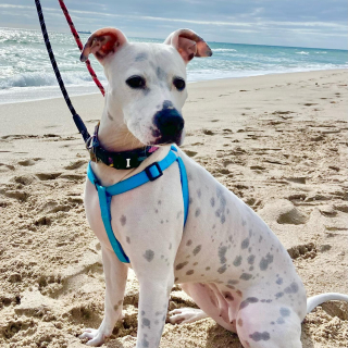 Illustration de l'article : Cocoa, une chienne sourde et méfiante envers ses congénères, reprend confiance en elle, grâce au soutien des bénévoles