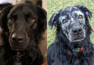 Illustration de l'article : La métamorphose de Buster, dont le pelage a complètement changé de couleur en raison d’une maladie auto-immune