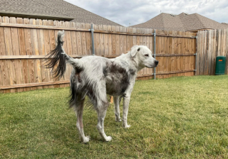 Illustration de l'article : La métamorphose de Buster, dont le pelage a complètement changé de couleur en raison d’une maladie auto-immune