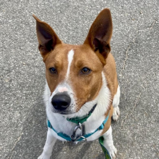 Illustration de l'article : Des touristes en promenade croisent des chiens de refuge et tombent sous le charme d’un Berger Australien