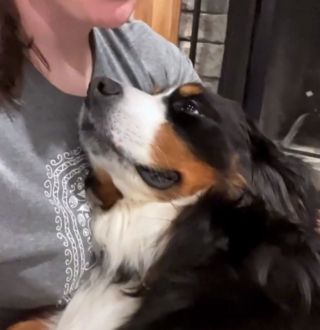 Illustration de l'article : Malgré sa grande taille, ce Bouvier Bernois adore être porté comme un bébé par sa maîtresse (vidéo)