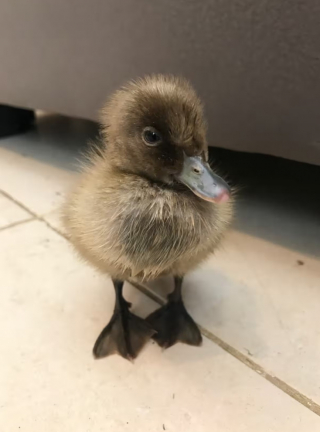 Illustration de l'article : Un Labrador habitué à voler et à manger les oeufs de ses propriétaires vient les voir avec un oeuf surprise