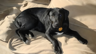 Illustration de l'article : Un Labrador habitué à voler et à manger les oeufs de ses propriétaires vient les voir avec un oeuf surprise