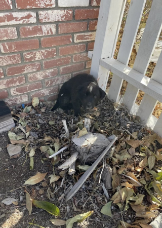 Illustration de l'article : Chargée de garder la maison de ses parents, elle découvre un petit chiot blessé dans leur jardin