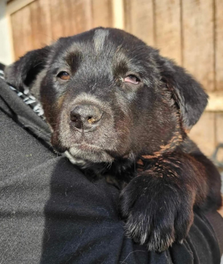 Illustration de l'article : Chargée de garder la maison de ses parents, elle découvre un petit chiot blessé dans leur jardin