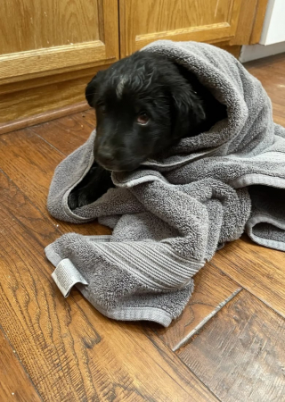 Illustration de l'article : Chargée de garder la maison de ses parents, elle découvre un petit chiot blessé dans leur jardin