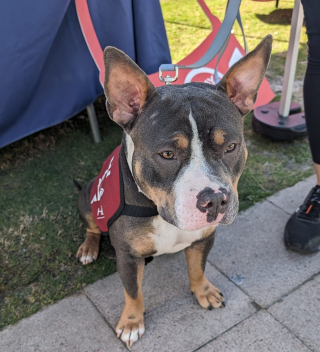 Illustration de l'article : Seul chien à ne pas avoir trouvé de famille lors d'un évènement d'adoption, Patricia conjure le sort et rencontre l'amour 2 jours plus tard