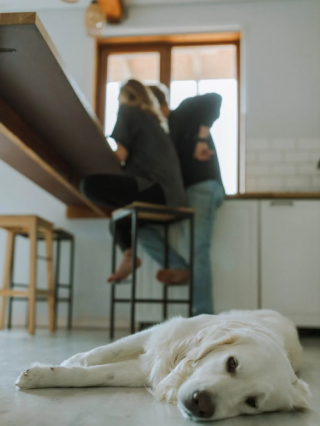 Illustration de l'article : Une femme fait face à l’ultimatum de son compagnon qui lui demande de choisir entre lui et son chien