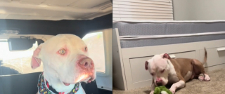Illustration de l'article : "Chien le plus triste du refuge", le regard de ce Pitbull s'illumine dès qu'il réalise qu'il a une famille pour toujours (vidéo)