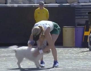 Illustration de l'article : Quand Quincy, le petit chien blanc, vient féliciter sa maîtresse, vainqueure d’un tournoi de tennis (vidéo)